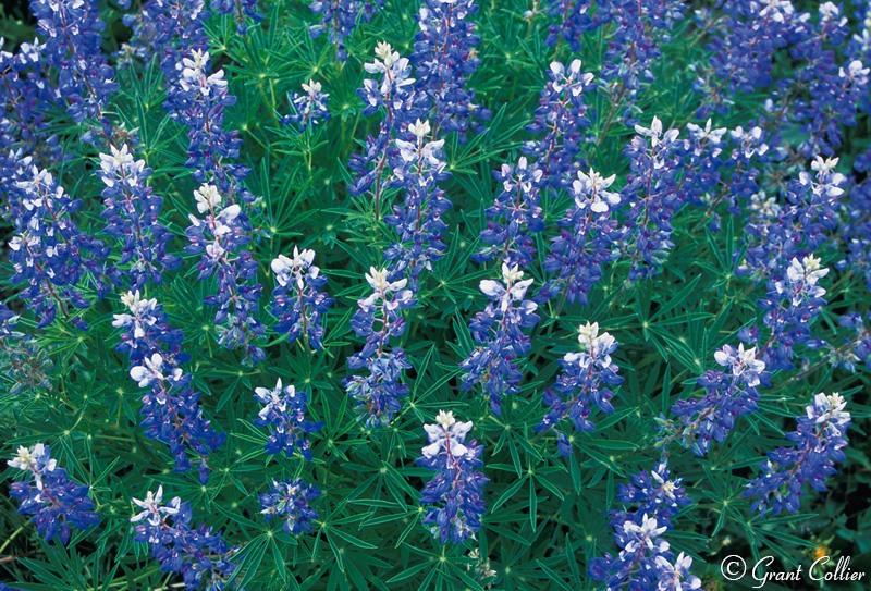 Lupine, Crested Butte Wildflowers, Elk Mountains