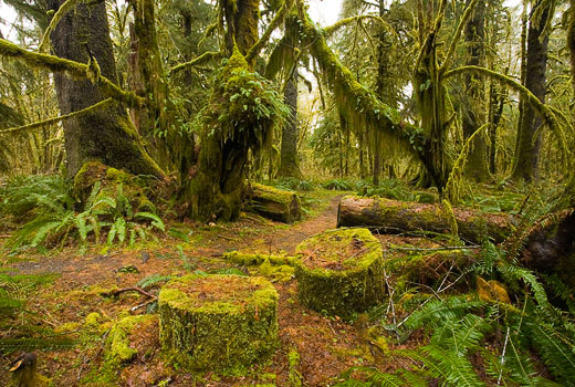 Quinault Rain Forest, Maple Glade Trail, trees