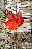 maple leaf, tree bark
