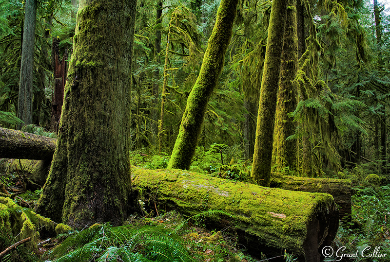mossy, fallen trees, Olympic National Park, rainforest