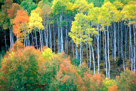 McClure Pass, Aspen Trees, Fall Colors