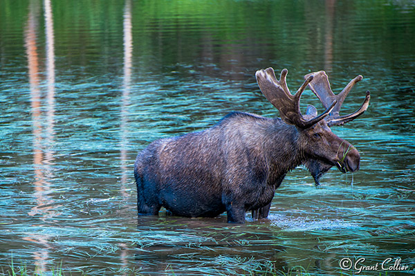 Bull Moose