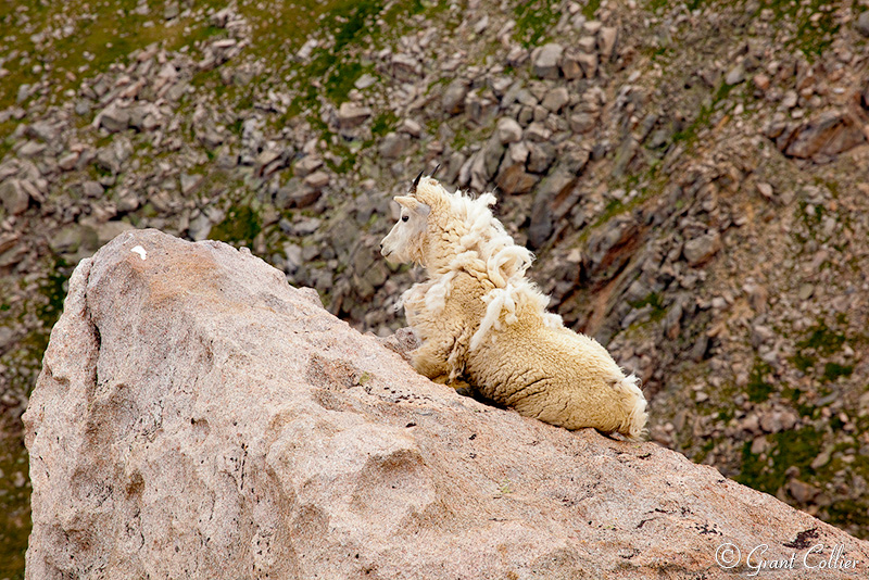 Mount Evans, Colorado, Mountain Goat