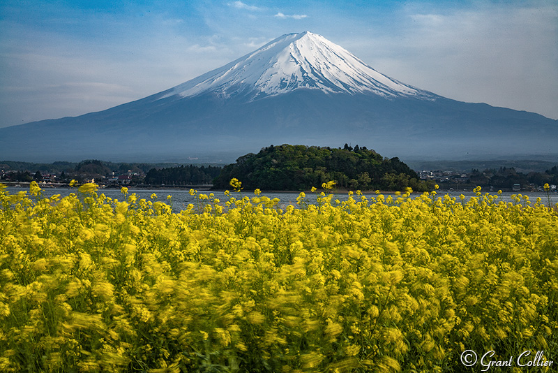 Mt. Fuji, wild flowers, five lakes, snow