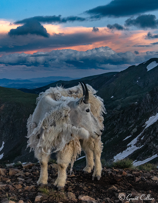 Mountain Goat at Sunset in Colorado