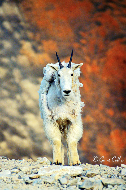 mountain goat, Colorado, wildlife, sheep