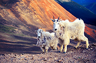 Mountain Goats, Red Cone, Colorado