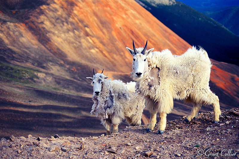 Mountain Goats, wildlife, Red Cone, Montezuma, Colorado