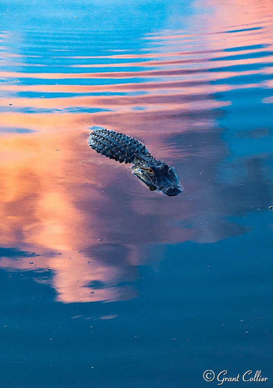 Myakka River State Park, Florida, Alligator