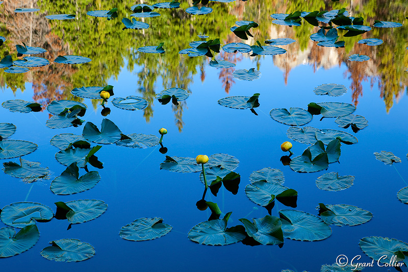 Lily Pads, Nymph Lake, reflection
