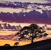 Oak Trees at Sunset