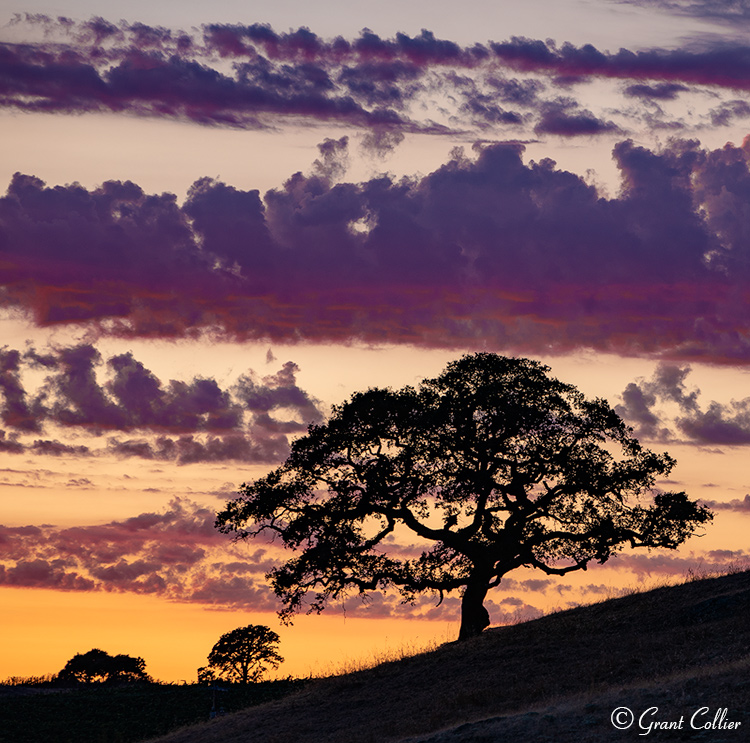 California Oaks at twilight