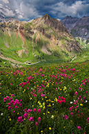 Paintbrush flowers, Governor Basin