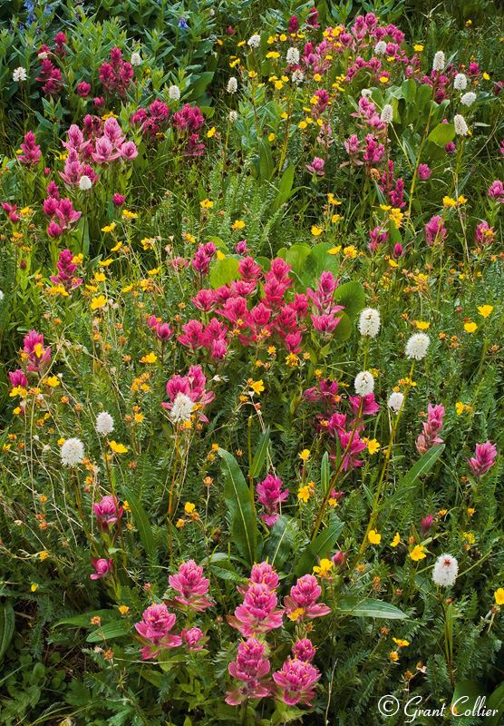 Indian Paintbrush, wildflowers