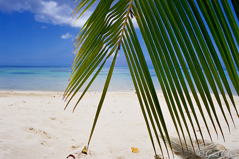 Palm Tree Leaves, fronds, white sand beach, French Polynesia