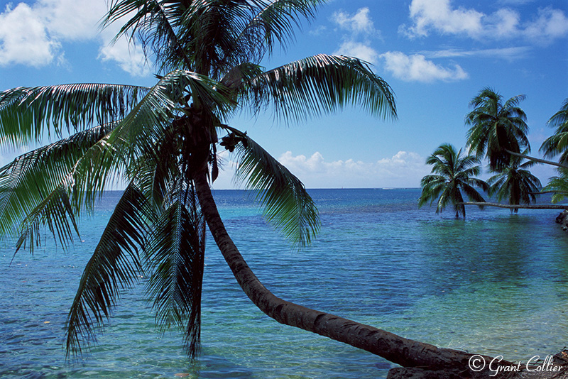 palm trees, Tahiti, Moorea Island, Opunohu Bay, paradise, ocean
