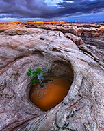 Cottonwood Tree in Pothole, Utah