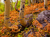 aspen trees