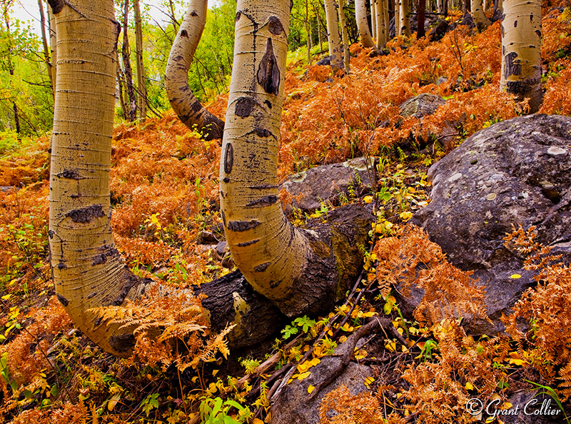 aspen trees, ferns, fall colors, autumn