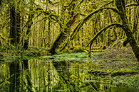 Quinault Rain Forest, swamp, trees