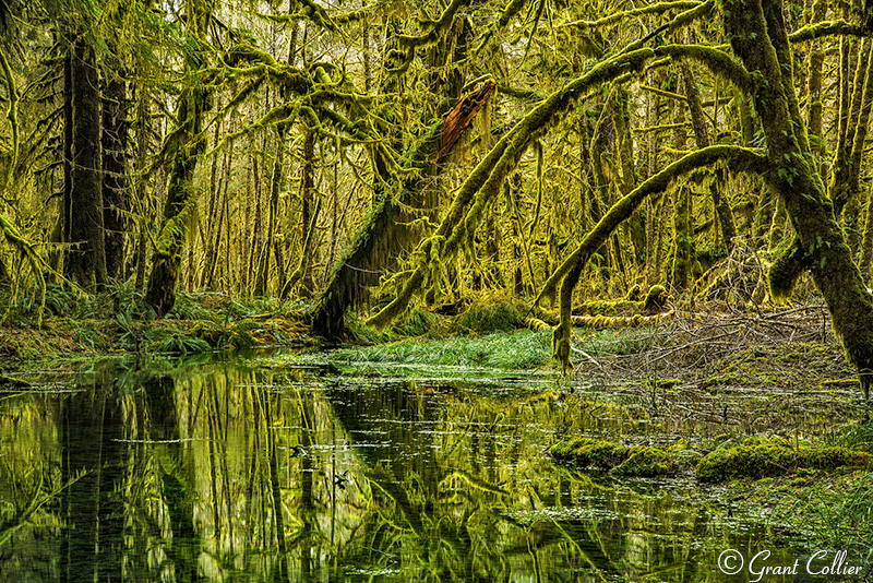 Quinault Rain Forest, Olympic National Park nature photography