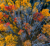 Aerial view of red and yellow aspen trees