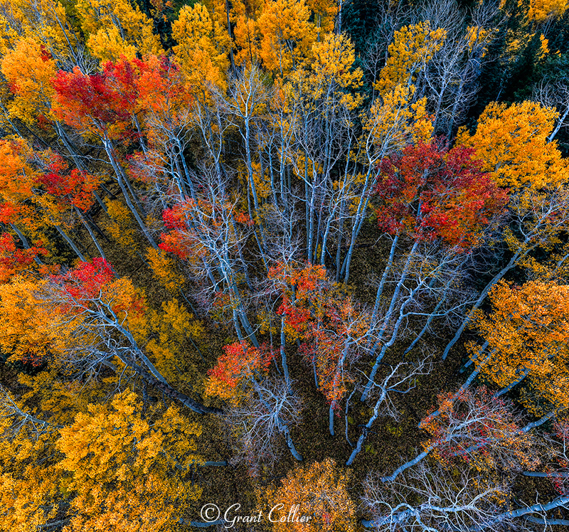 Aerial view of red and yellow aspen trees.
