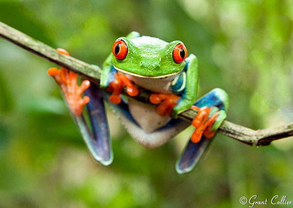 Red-Eyed Treefrog, Costa Rica rainforest
