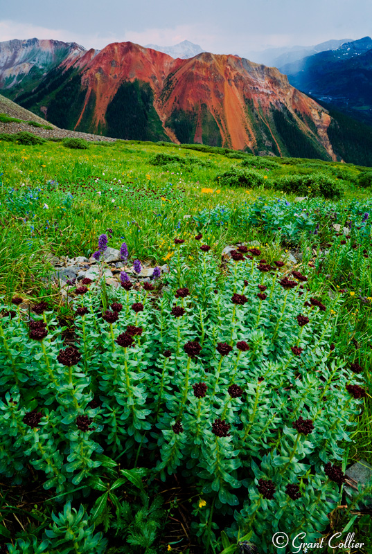 Red Mountain, San Juans, flowers