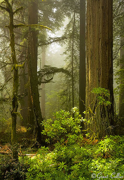 California redwood trees