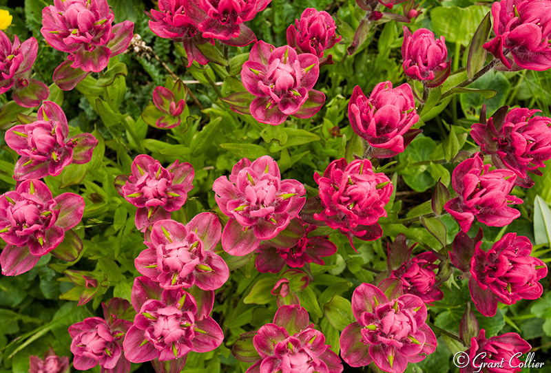 Rose paintbrush, flowers, close ups