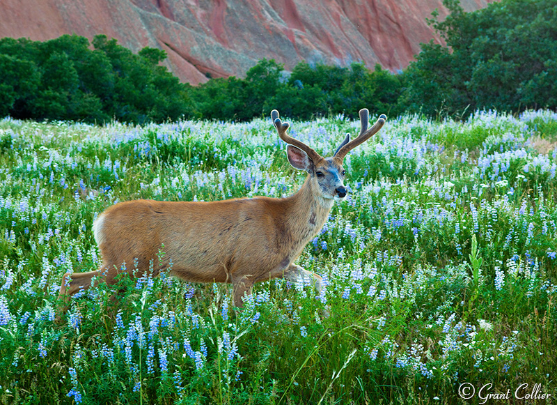 Roxborough State Park, Denver, deer, lupine
