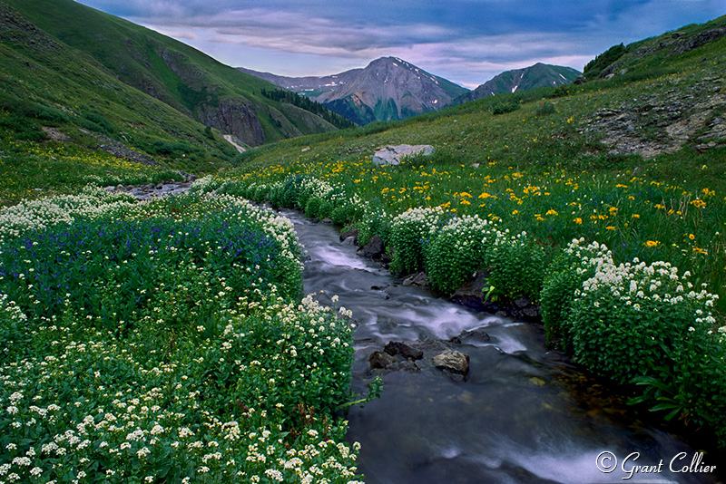 San Juan Mountains, wildflowers, stream, creek, flowers, Colorado