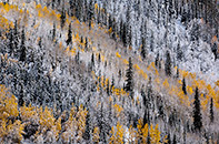 Aspen, snow, San Juan Mountains