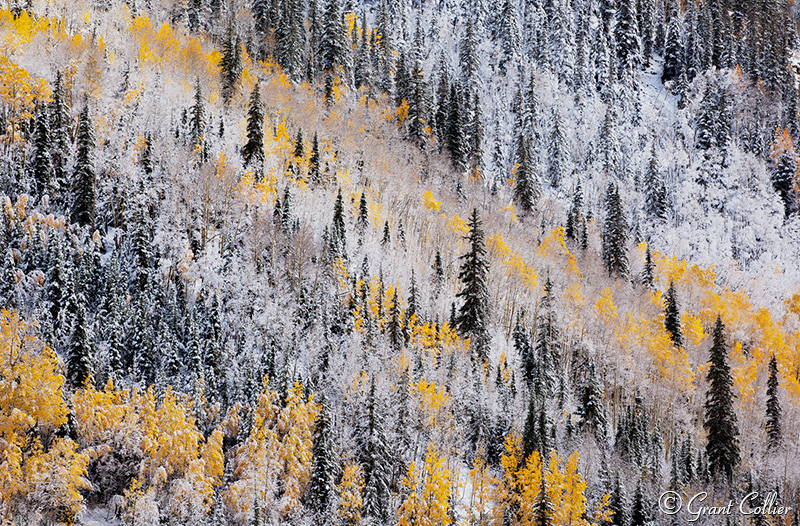 Colorado Fall Colors