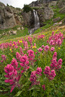 Indian Paintbrush & Waterfall in the San Juan Mountains