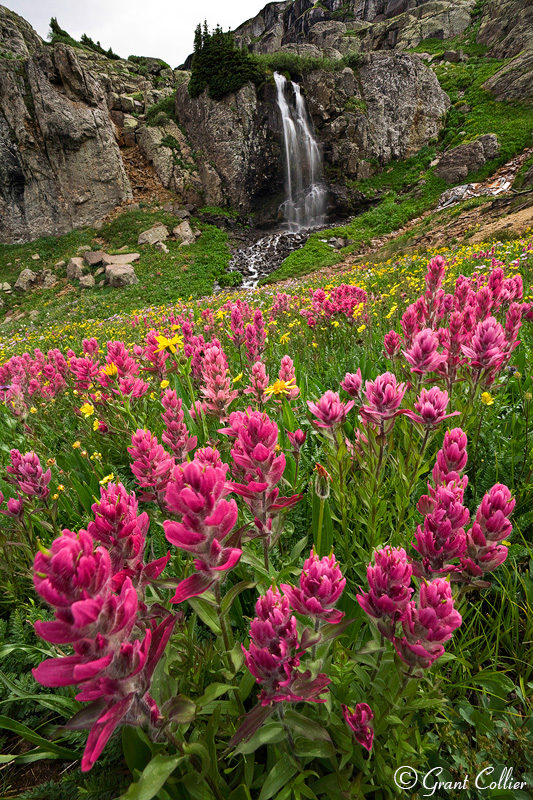 Indian Paintbrush, Waterfall, San Juan Mountains, Colorado