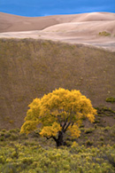 Great Sand Dunes, fall colors