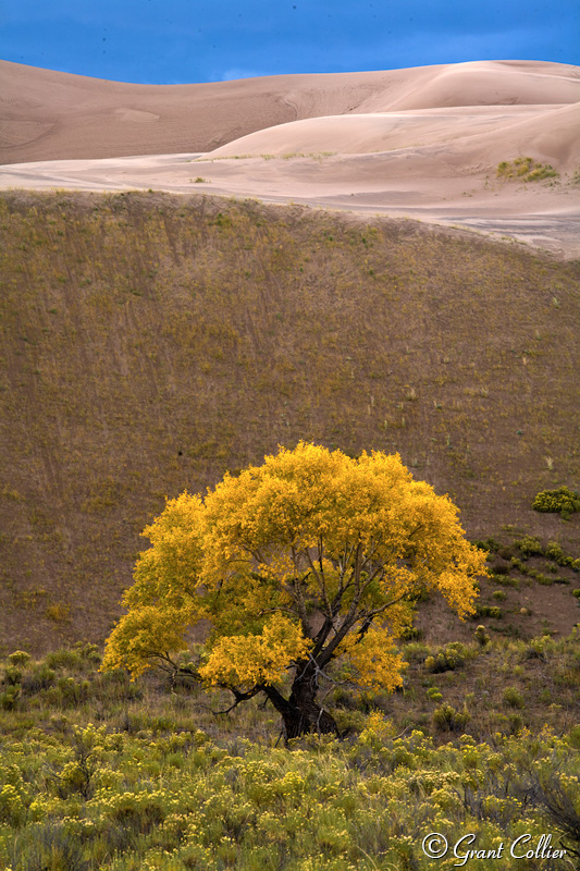 autumn, great sand dunes national park, cottonwood trees