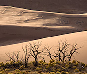 Sand Dunes, trees silhoutte