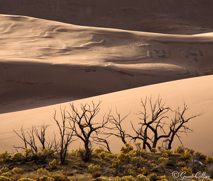 Great Sand Dunes, trees, shadows, desert