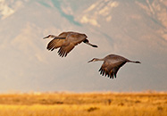 Sandhill Cranes, Monte Vista