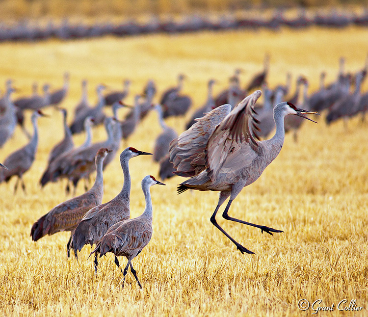 Sandhill Cranes, San Luis Valley, Colorado