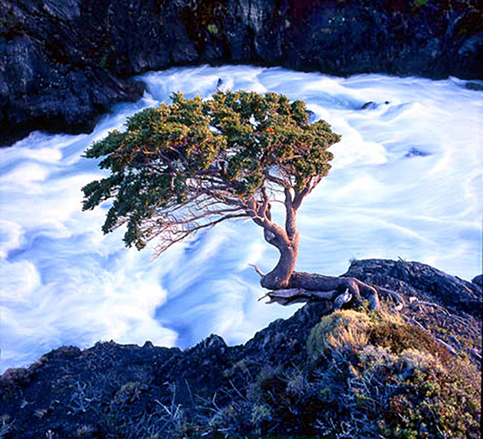 tree near Salto Grande, Rio Paine, southern Chile
