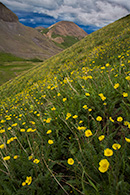 Stony Pass Wildflowers