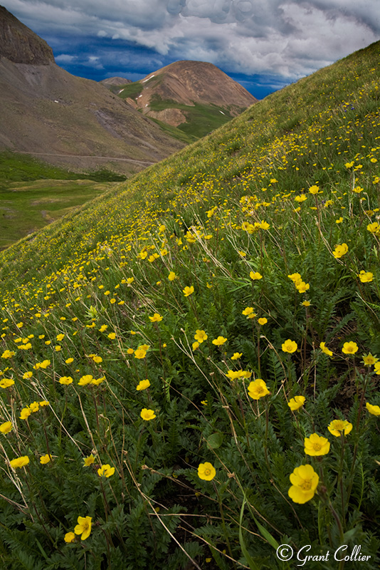 San Juan Mountains wildflowers