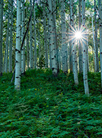 Aspen in Summer