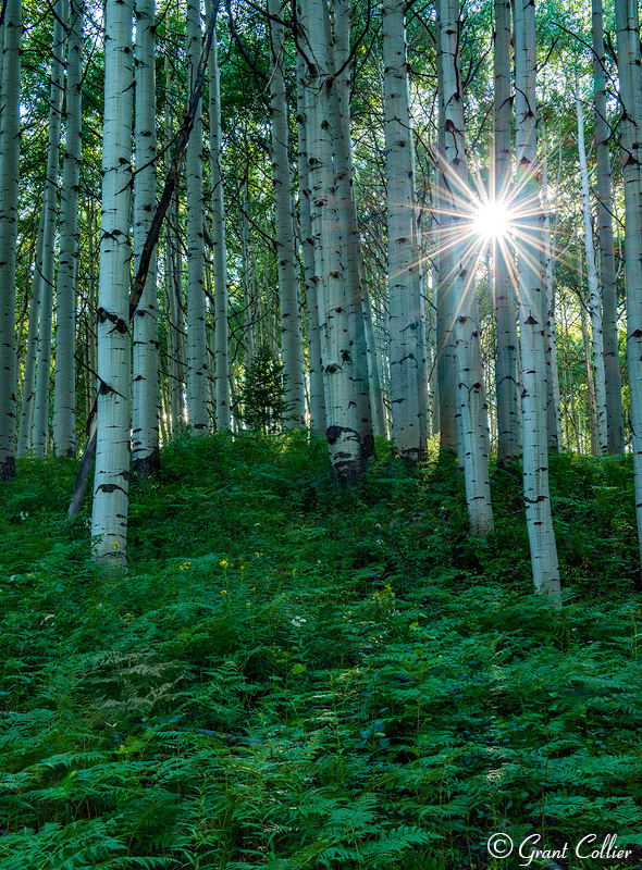 Kebler Pass, Aspen Forest, Colorado