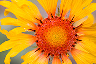Sunflower, close up