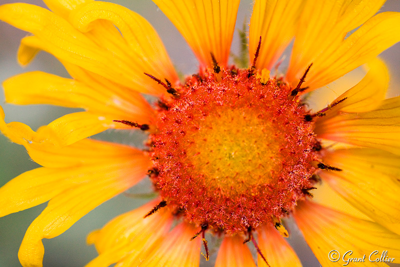 Sunflowers, close ups, Golden Gate Canyon